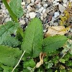 Betonica officinalis Leaf