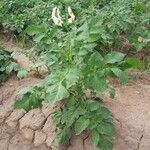 Solanum tuberosum Агульны выгляд