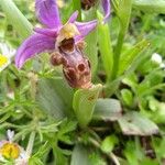 Ophrys fuciflora Blüte