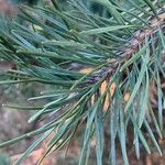 Pinus sylvestris ഇല