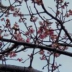 Prunus × subhirtella Bloem