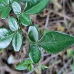 Triphasia trifolia Blad