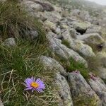 Aster alpinusFlower