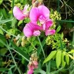 Lathyrus sylvestris Цветок