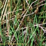 Carex microglochin ശീലം