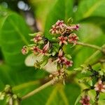 Anacardium occidentale Kvet