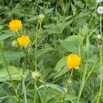 Ranunculus polyanthemos Costuma