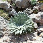 Saxifraga longifolia Leaf