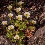 Saxifraga cespitosa Хабит