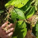 Miconia trinervia Hoja