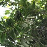 Pycnanthus angolensis Blatt