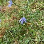 Cichorium endiviaBlomma