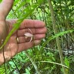 Pogonia ophioglossoides 花