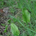 Ophioglossum vulgatum Листок