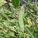 Lathyrus odoratus Fruit