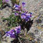 Penstemon speciosus Alkat (teljes növény)