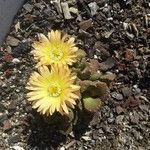 Aloinopsis luckhoffii Flower