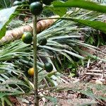 Clavija costaricana Ovoce