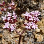 Chorizanthe staticoides ᱛᱟᱦᱮᱸ