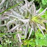 Eryngium triquetrum Цвят