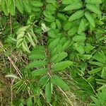 Sanguisorba canadensis Lehti