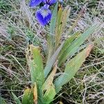 Iris setosa Floare