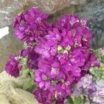 Matthiola incana Flor