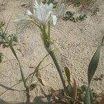 Pancratium maritimum Habit