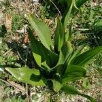 Drimia pancration Hoja