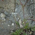 Erucastrum nasturtiifolium 树皮