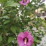 Hibiscus syriacusFlor