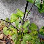 Solanum nigrum Fruit