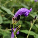 Strobilanthes attenuataЦветок