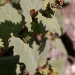 Senecio flavus Arall