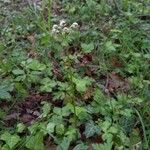Sanicula europaea Hábito