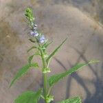 Scutellaria lateriflora Flower