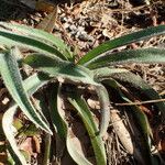 Tradescantia reverchonii Habitatea