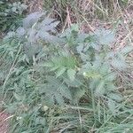 Rubus fraxinifolius Hábito