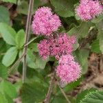 Sedum telephium Fleur