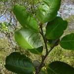 Diospyros yaouhensis Leaf