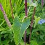 Phlomoides tuberosa Листок