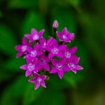 Pentas lanceolataFlower