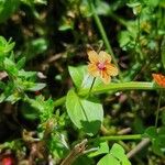 Lysimachia arvensisBlodyn