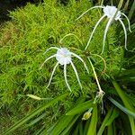 Hymenocallis littoralisCvet