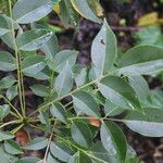 Ateleia herbert-smithii Hábito