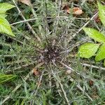 Cirsium palustre Φύλλο