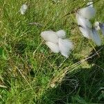 Eriophorum angustifoliumBlomma