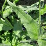 Anchusa azurea Blatt