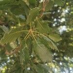 Quercus ithaburensis Ліст