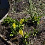 Lysichiton americanus Virág